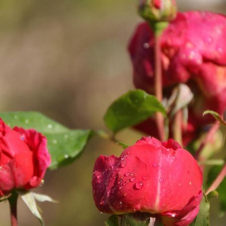 كايزرسلاوترن B&B Dressings Traumgarten المظهر الخارجي الصورة